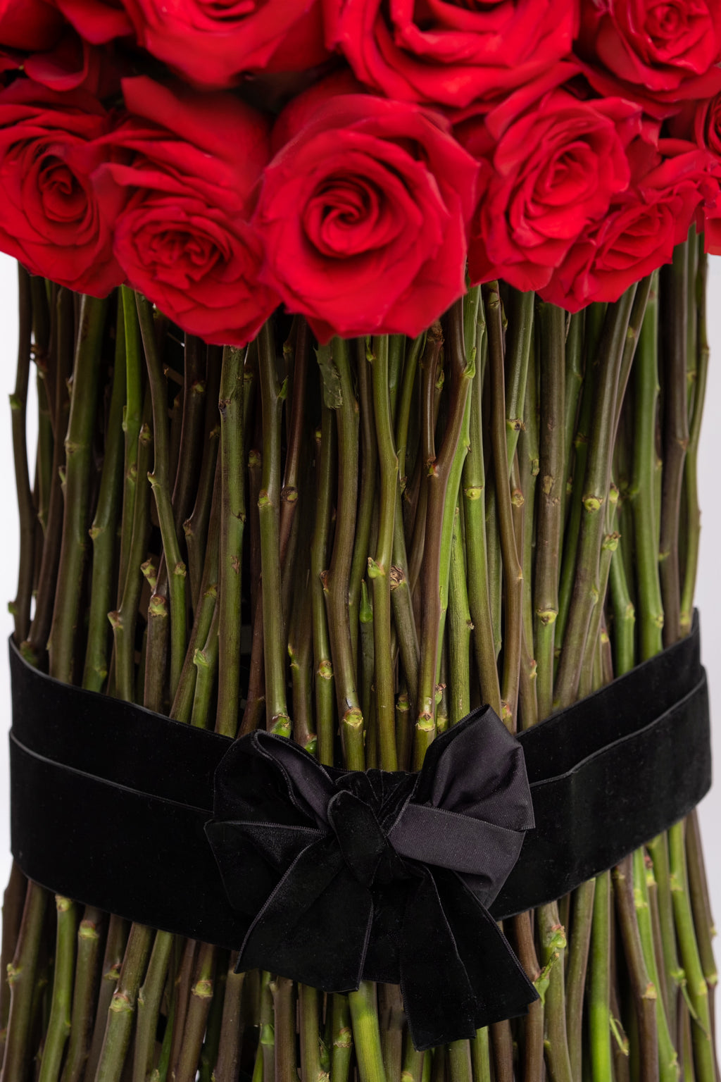 Scarlet Promise Signature